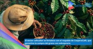 Los caficultores de Norte de Santander atraviesan un momento favorable debido al incremento en los precios internacionales del café