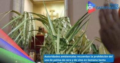Palma de cera y otras especies prohibidas en Semana Santa / Foto: Colprensa