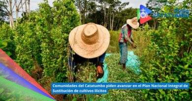Imagen de referencia – Cultivos ilícitos en el Catatumbo / Foto: Redes Sociales