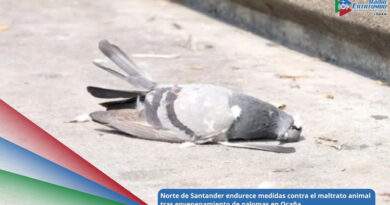 Imagen de referencia - El secretario de Medio Ambiente de Norte de Santander, Cristhiam Jiménez, anunció sanciones ejemplares contra quienes cometan actos de maltrato animal en el departamento / Foto: Shutterstock