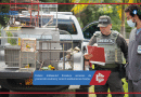 Policía Ambiental fortalece acciones de protección animal y control ambiental en Ocaña